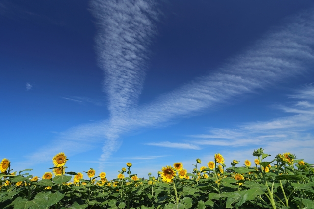 清瀬市着物買取アイキャッチ
