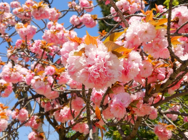 門真市着物買取アイキャッチ