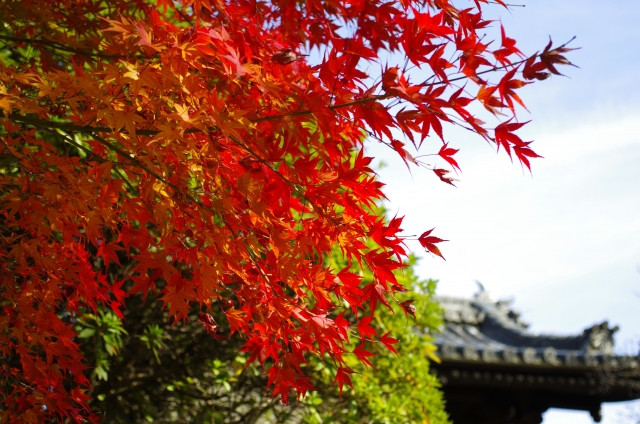 大東市着物買取アイキャッチ